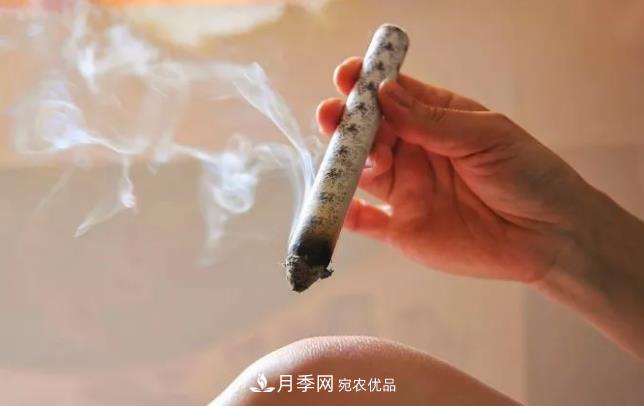 南阳艾草产业发展规划(2019-2023 年),快来看看吧!(图2) 南阳艾草产业发展规划(2019-2023 年),快来看看吧!(图2)