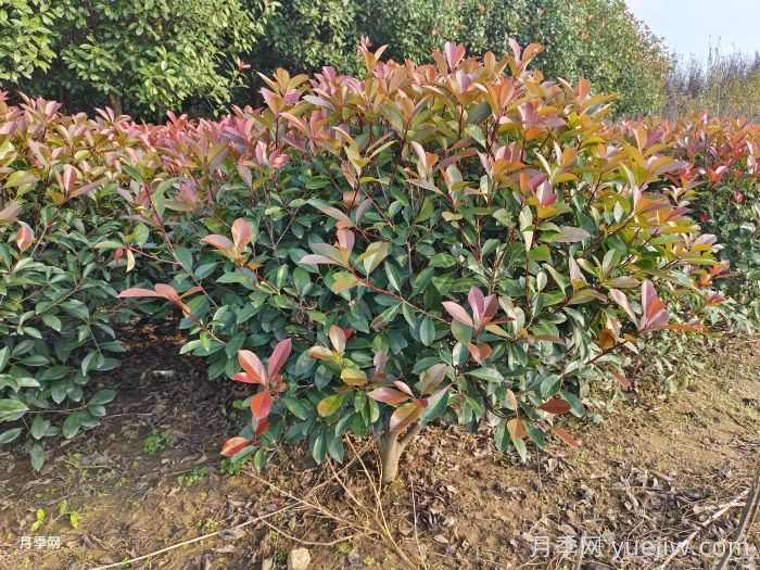 红叶石楠球是常绿还是落叶苗木?(图1) 红叶石楠球是常绿还是落叶苗木?(图1)