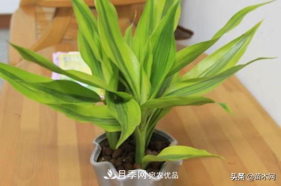 家里选择这几种花木，与什么风格都搭配(图2)