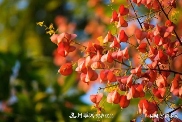 秋季苗木看这几种绿化树，越看越美(图4)