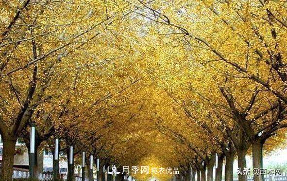秋季苗木看这几种绿化树，越看越美(图1)
