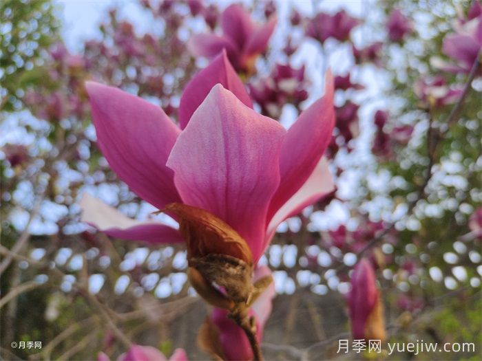 15种常见先花后叶植物汇总(图2)