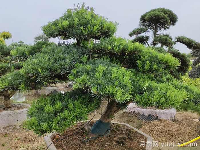 松树十大品种，松树哪些品种最值钱？(图1)