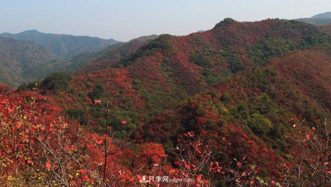 河南五个绿色“海洋”,在20度的森林中呼吸,让你流连忘返(图6) 河南五个绿色“海洋”,在20度的森林中呼吸,让你流连忘返(图6)