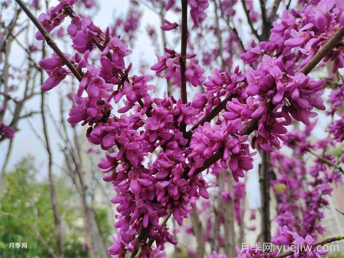 15种常见先花后叶植物汇总(图4)