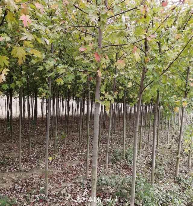 南阳美国红枫基地批发价格出售(图2)