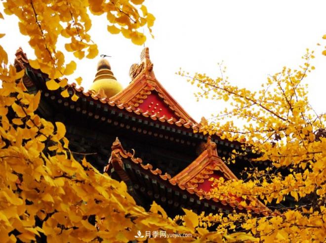 600岁"主播"上热搜:从故宫直播看苗木行业发展(图1) 600岁"主播"上热搜:从故宫直播看苗木行业发展(图1)