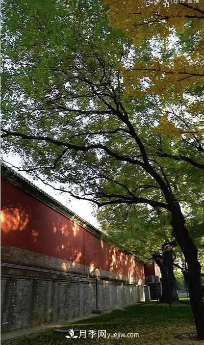 600岁"主播"上热搜:从故宫直播看苗木行业发展(图3) 600岁"主播"上热搜:从故宫直播看苗木行业发展(图3)