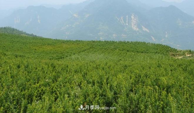 600岁"主播"上热搜:从故宫直播看苗木行业发展(图7) 600岁"主播"上热搜:从故宫直播看苗木行业发展(图7)