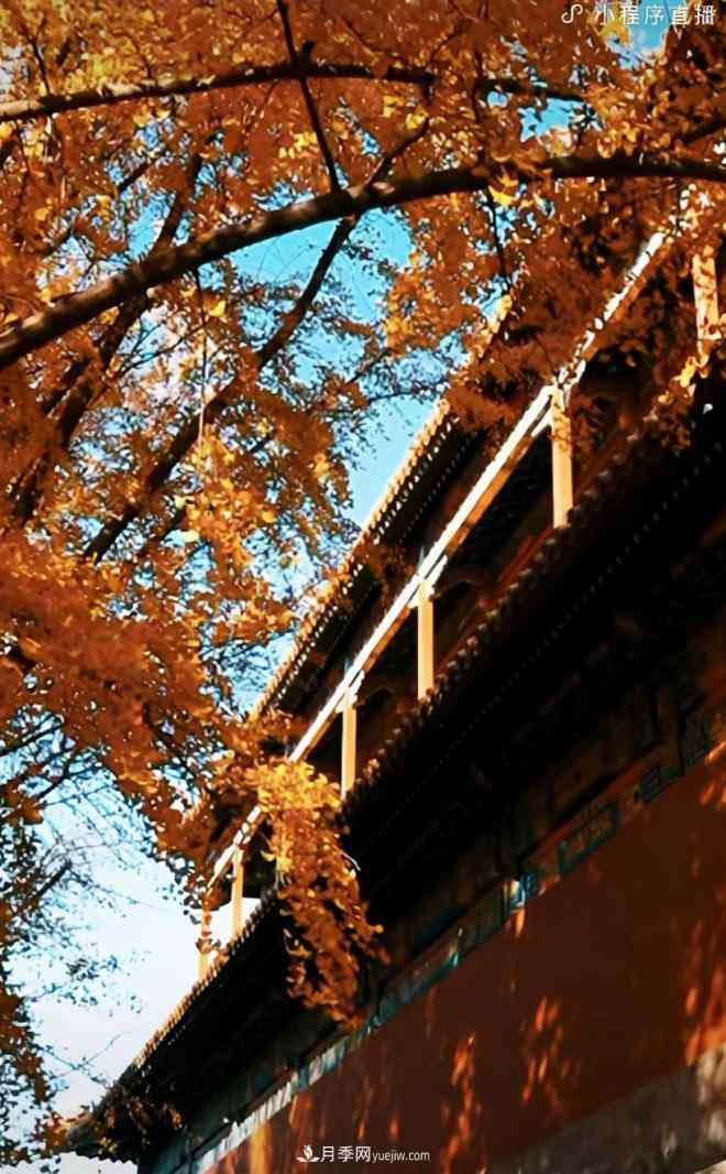 600岁"主播"上热搜:从故宫直播看苗木行业发展(图4) 600岁"主播"上热搜:从故宫直播看苗木行业发展(图4)