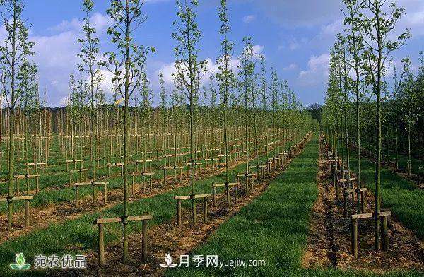 南阳月季苗木行业专业术语大全，你知多少？内容太多(图6)