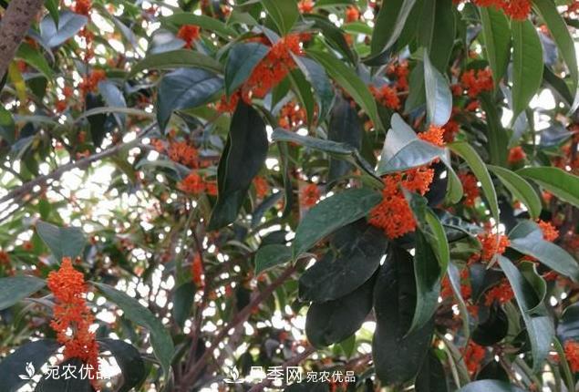 南阳苗木基地盘点桂花树的四大品种，哪种最香最好最名贵？(图3)