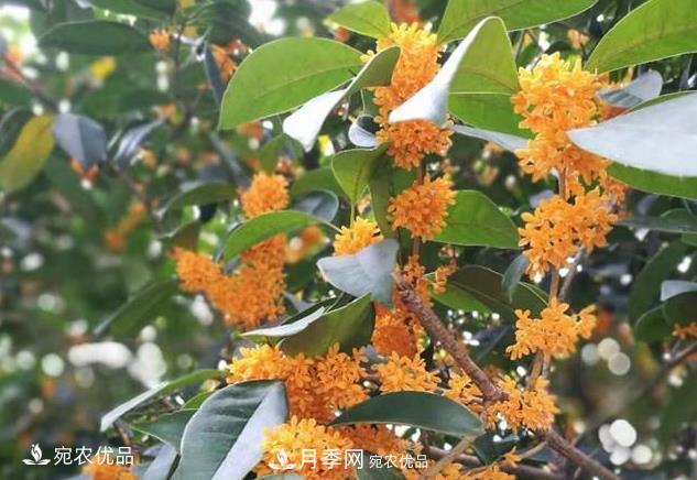 南阳苗木基地盘点桂花树的四大品种，哪种最香最好最名贵？(图2)