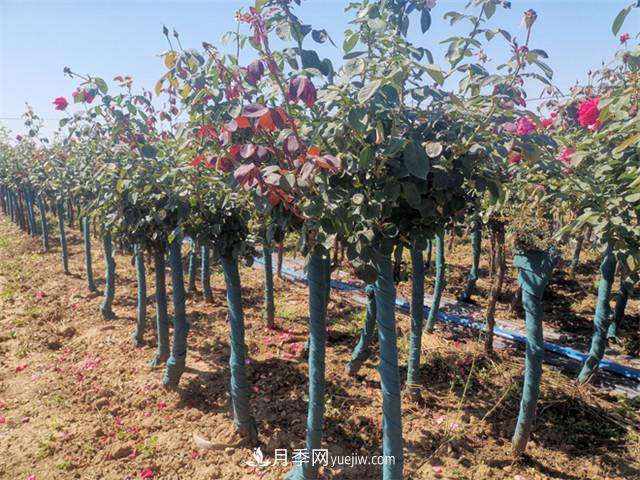 南阳月季苗木行业专业术语大全，你知多少？内容太多(图1)