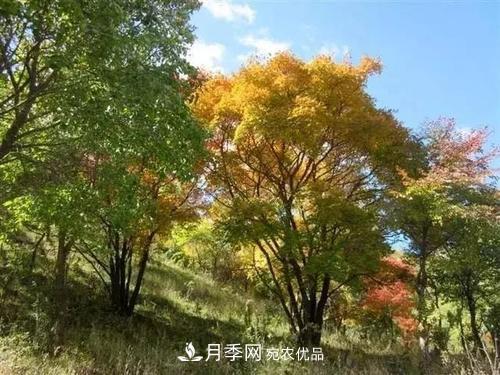 精品丛生苗木，未来发展潜力大(图1)