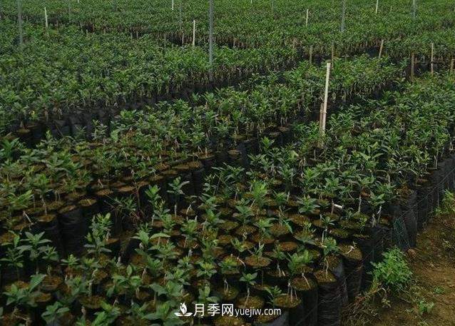 南阳果树苗大容器育苗技术(图1) 南阳果树苗大容器育苗技术(图1)