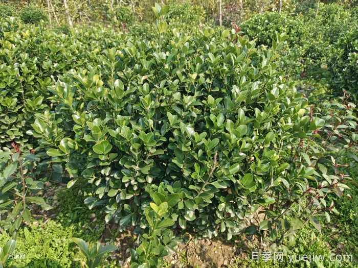 小叶黄杨小苗和大叶黄杨小苗的区别(图1) 小叶黄杨小苗和大叶黄杨小苗的区别(图1)