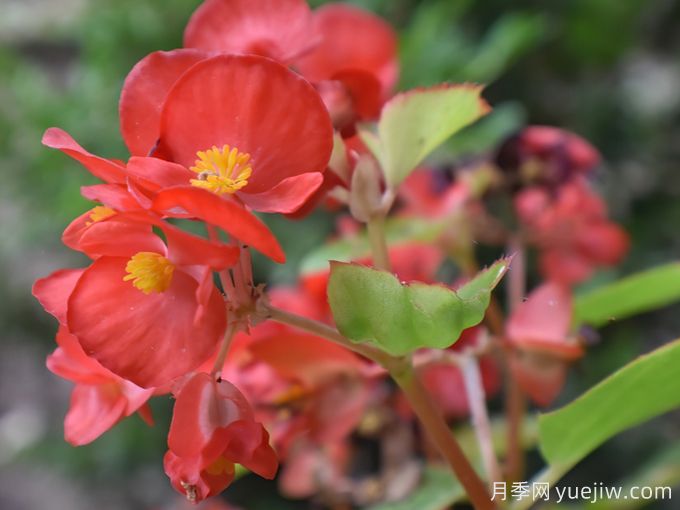 秋海棠品种图片(图2)