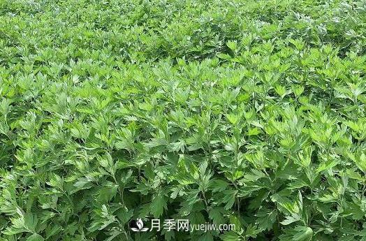 南阳的艾叶和艾草是同一种植物吗?(图1) 南阳的艾叶和艾草是同一种植物吗?(图1)