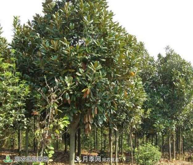 如何打造精品苗木?南阳苗木网十大要领须知道(图1) 如何打造精品苗木?南阳苗木网十大要领须知道(图1)