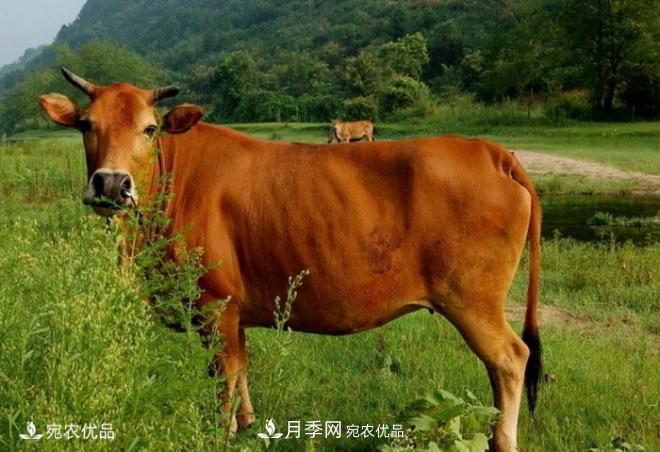 南阳特产:南阳黄牛肉(图2) 南阳特产:南阳黄牛肉(图2)