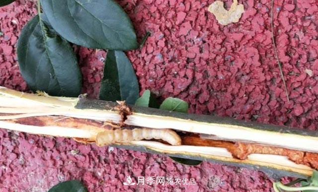 立秋后,园林养护一定要注意这4点,这样苗木才能长得好(图4) 立秋后,园林养护一定要注意这4点,这样苗木才能长得好(图4)