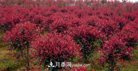 红叶石楠冬季防护有哪些重要措施?(图1) 红叶石楠冬季防护有哪些重要措施?(图1)