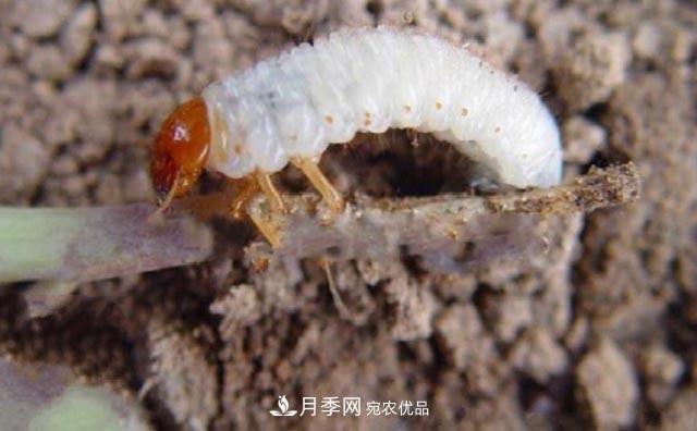 立秋后,园林养护一定要注意这4点,这样苗木才能长得好(图5) 立秋后,园林养护一定要注意这4点,这样苗木才能长得好(图5)