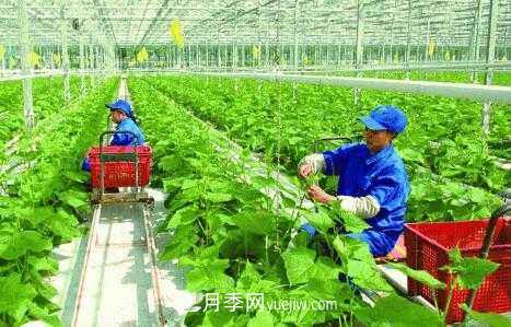 有机产品395个,南阳有机农业全国第一是怎样炼成的?(图1) 有机产品395个,南阳有机农业全国第一是怎样炼成的?(图1)