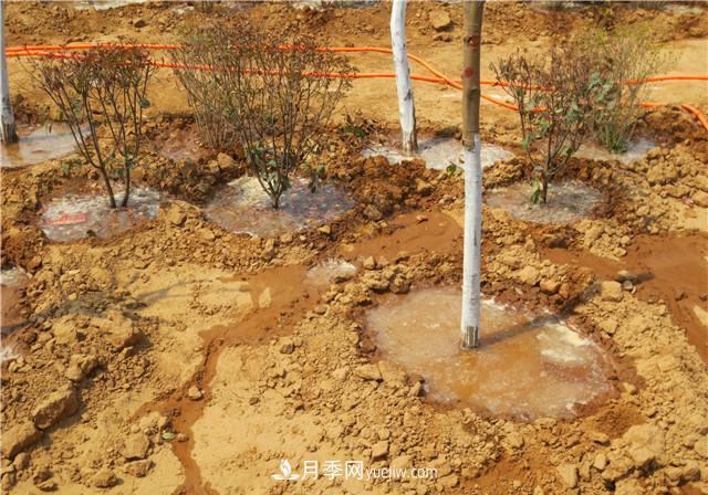 大苗木栽植时应做好根部的哪些护理?(图2) 大苗木栽植时应做好根部的哪些护理?(图2)