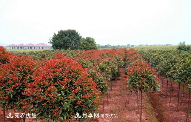 苗木怎么才能赚大钱?首先你得学会炒作(图1) 苗木怎么才能赚大钱?首先你得学会炒作(图1)