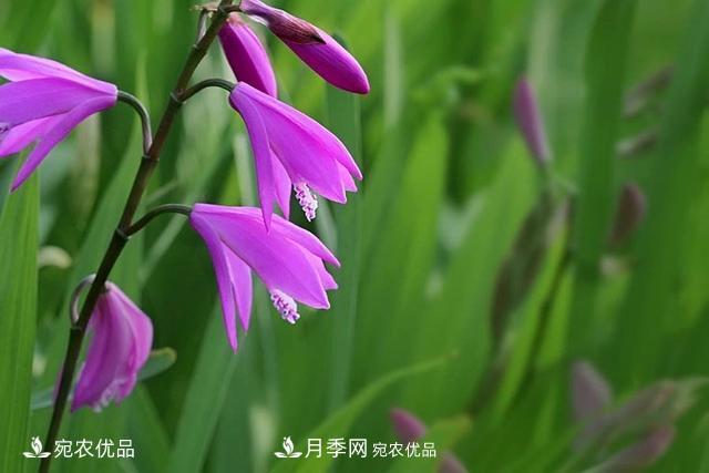 南阳中药材白芨的养殖技术方法(图1)