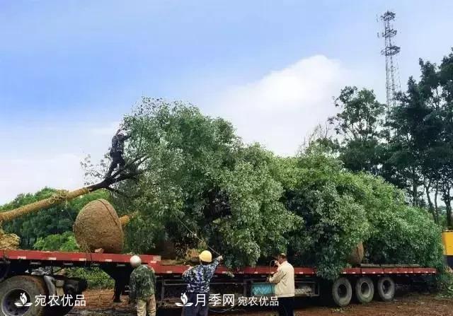 苗木怎么才能赚大钱?首先你得学会炒作(图2) 苗木怎么才能赚大钱?首先你得学会炒作(图2)