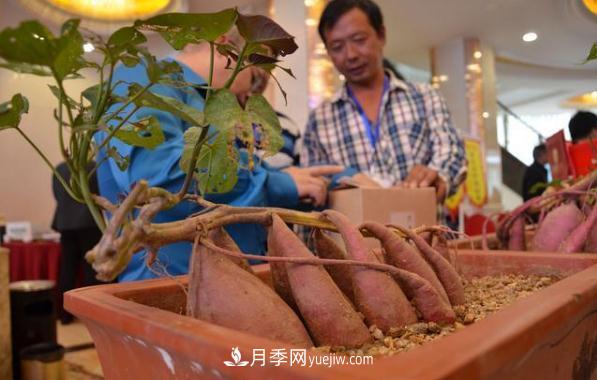 唐河红薯 一个大饱口福的南阳农产品特产品牌(图2) 唐河红薯 一个大饱口福的南阳农产品特产品牌(图2)