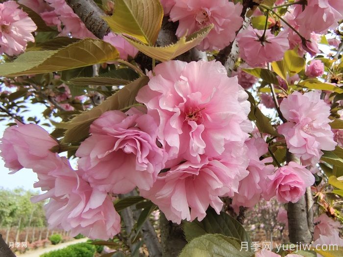 樱花花期多长时间？国内有名的赏樱花景点(图1)