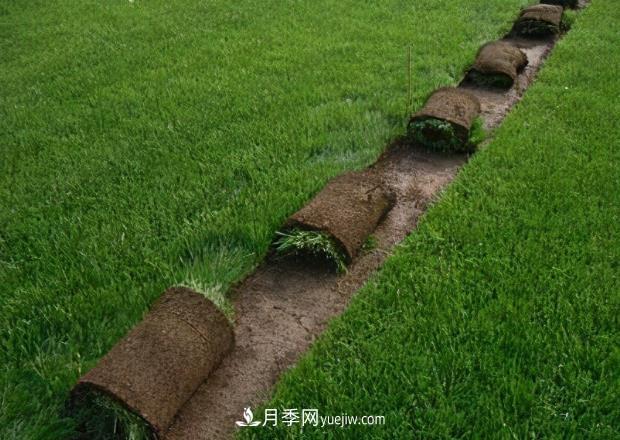 绿化草坪早熟禾和哪些草坪混播效果最好，混播的优势(图1)