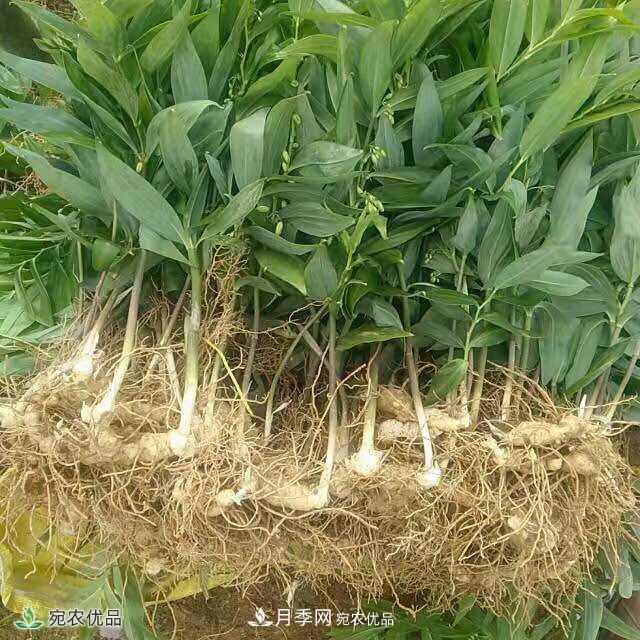 南阳中药材基地分享黄精种苗繁衍方法，繁育需要如何进行(图1)