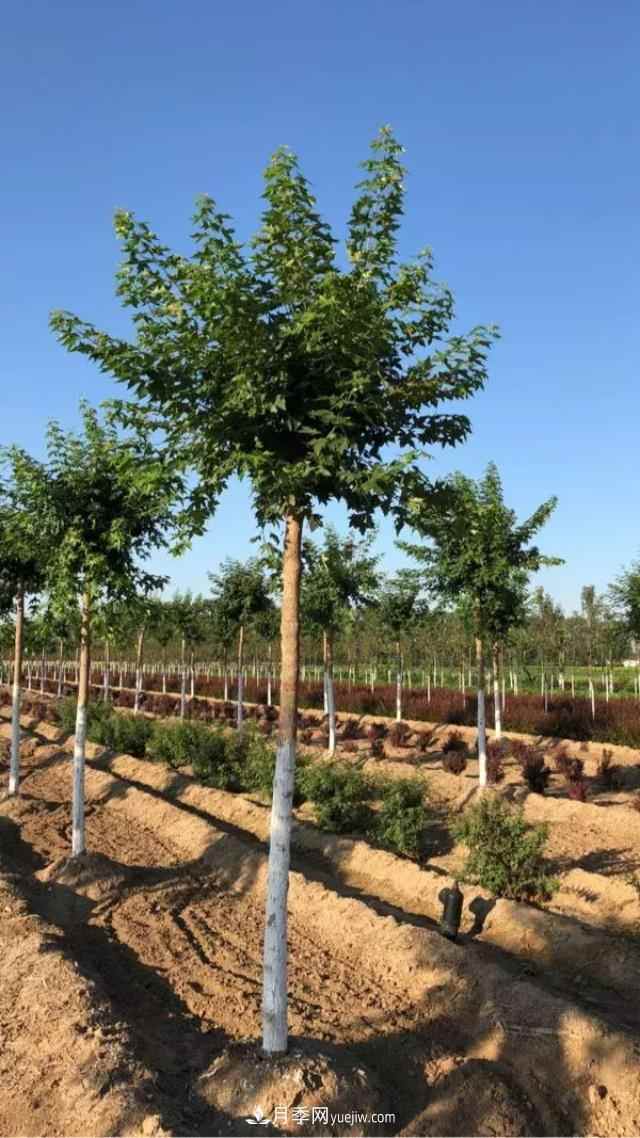 2020下半年乡土树种涨价趋势明显，这8种苗木最吃香(图1)