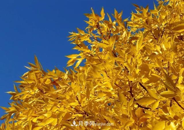 2020下半年乡土树种涨价趋势明显，这8种苗木最吃香(图3)