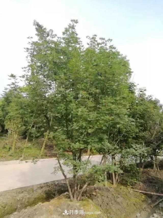 2020下半年乡土树种涨价趋势明显，这8种苗木最吃香(图2)