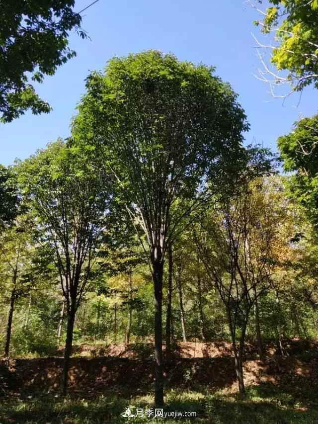 2020下半年乡土树种涨价趋势明显，这8种苗木最吃香(图5)