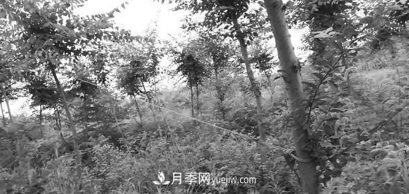 安徽榉树培育的关键技术(图2)