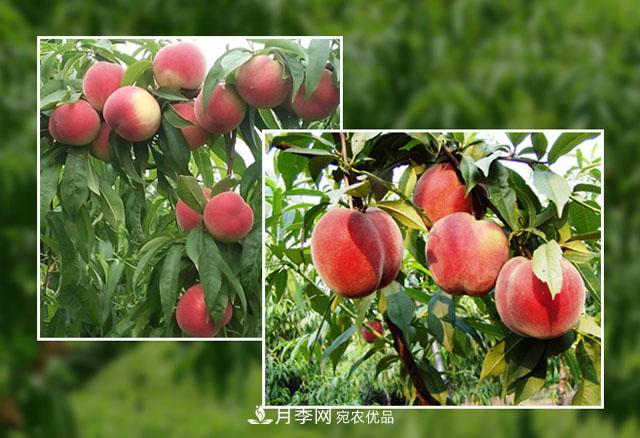 南阳陆营桃树苗基地栽植易成活，好管理，季节选择最重要！(图1)