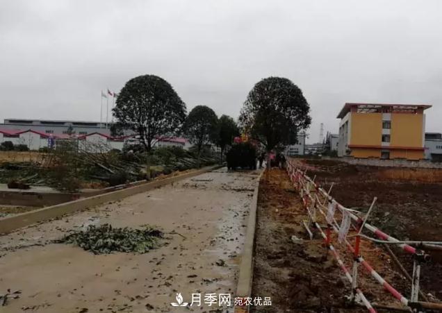 绿化工程苗木价格计算办法(图2) 绿化工程苗木价格计算办法(图2)