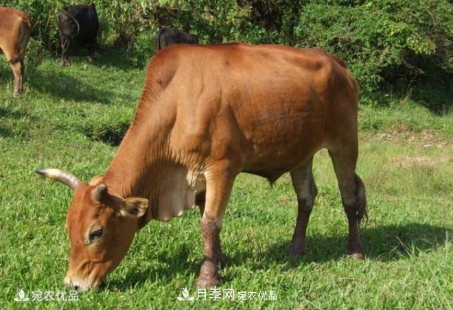 南阳特产：南阳黄牛(图2)