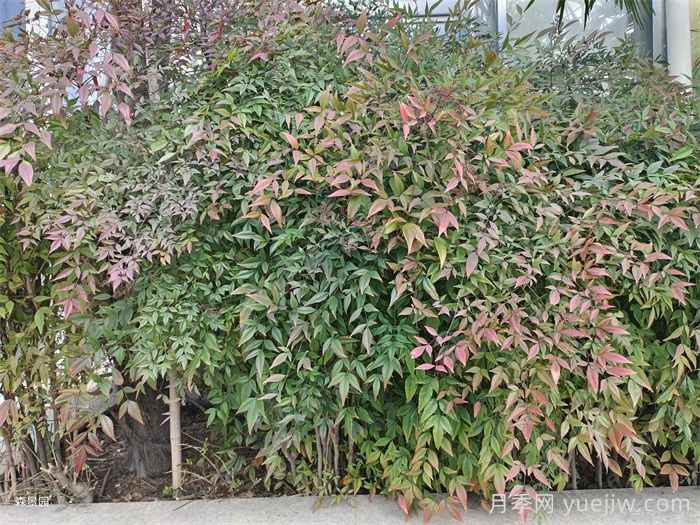 50种常见花卉绿植的养护指南(图2)