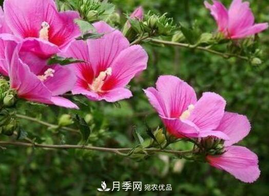 比烈日更泼辣的3种花树,盛夏灿烂无比,你要养一棵吗?(图2) 比烈日更泼辣的3种花树,盛夏灿烂无比,你要养一棵吗?(图2)