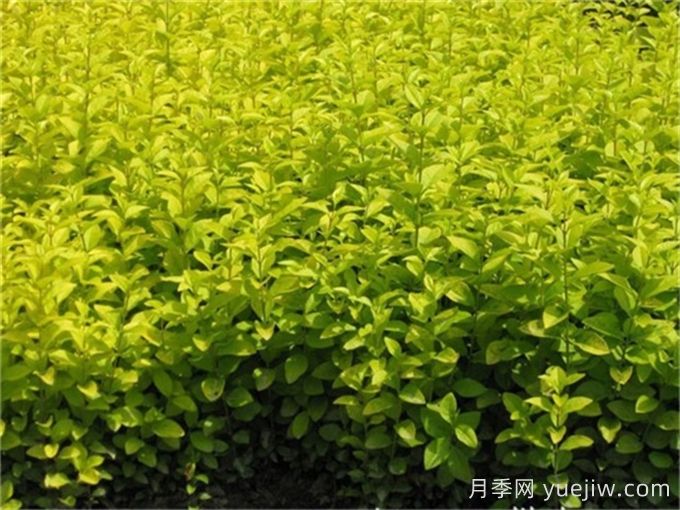 金叶女贞和金森女贞有什么区别?(图1) 金叶女贞和金森女贞有什么区别?(图1)