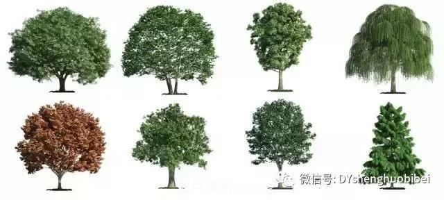 苗木必备基本常识手册(图4) 苗木必备基本常识手册(图4)