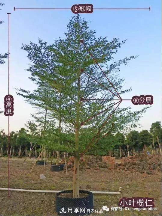 苗木必备基本常识手册(图3) 苗木必备基本常识手册(图3)